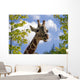 giraffe Wall Mural