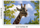 giraffe Wall Mural