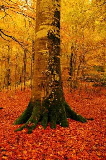 Autumn Wall Decal Design 2