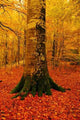 Autumn Wall Decal Design 2