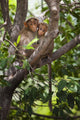 Two Monkeys In A Tree Wall Mural