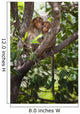 Two Monkeys In A Tree Wall Mural