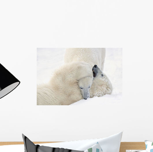 Two Polar Bears Play At Hudson Bay Wall Mural
