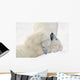Two Polar Bears Play At Hudson Bay Wall Mural