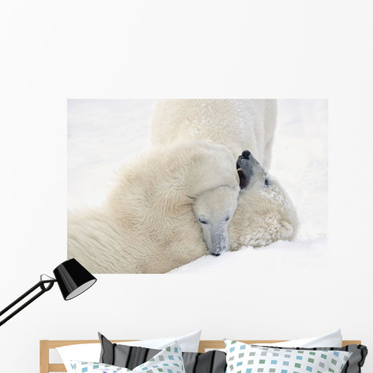 Two Polar Bears Play At Hudson Bay Wall Mural