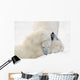 Two Polar Bears Play At Hudson Bay Wall Mural