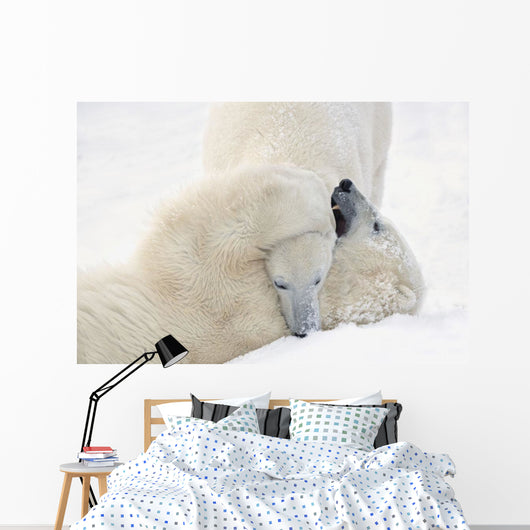 Two Polar Bears Play At Hudson Bay Wall Mural