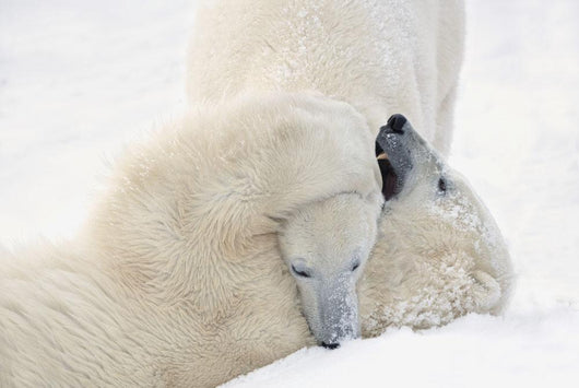Two Polar Bears Play At Hudson Bay Wall Mural