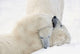 Two Polar Bears Play At Hudson Bay Wall Mural