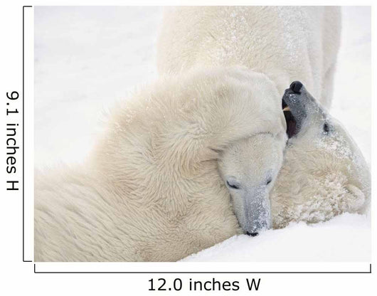 Two Polar Bears Play At Hudson Bay Wall Mural