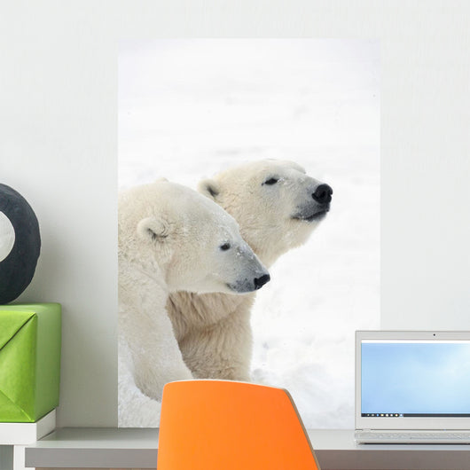 Two Polar Bears Showing A Tender Moment As They Cuddle Side By Side Wall Mural