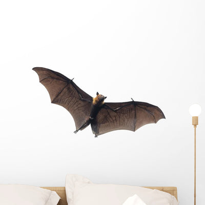 Flying Vampire Bat Wall Decal shown on a wall