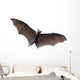 Flying Vampire Bat Wall Decal