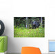 A Black Bear Gazes At The Camera Wall Mural