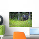A Black Bear Gazes At The Camera Wall Mural