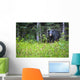 A Black Bear Gazes At The Camera Wall Mural