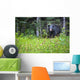 A Black Bear Gazes At The Camera Wall Mural