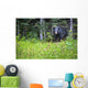 A Black Bear Gazes At The Camera Wall Mural