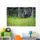 A Black Bear Gazes At The Camera Wall Mural