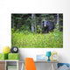 A Black Bear Gazes At The Camera Wall Mural