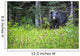A Black Bear Gazes At The Camera Wall Mural