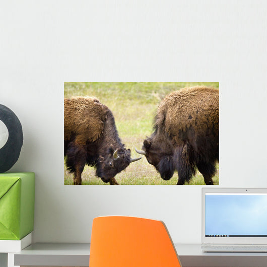 Two Male Bisons Fighting At Yellowstone National Park Wall Mural