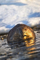 Beaver Swimming Wall Mural