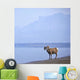 Bighorn Sheep On Water's Edge In Banff National Park Wall Mural