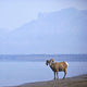 Bighorn Sheep On Water's Edge In Banff National Park Wall Mural