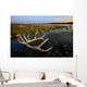 An Elk's Horns Lay Wall Mural