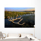 An Elk's Horns Lay Wall Mural