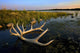 An Elk's Horns Lay Wall Mural