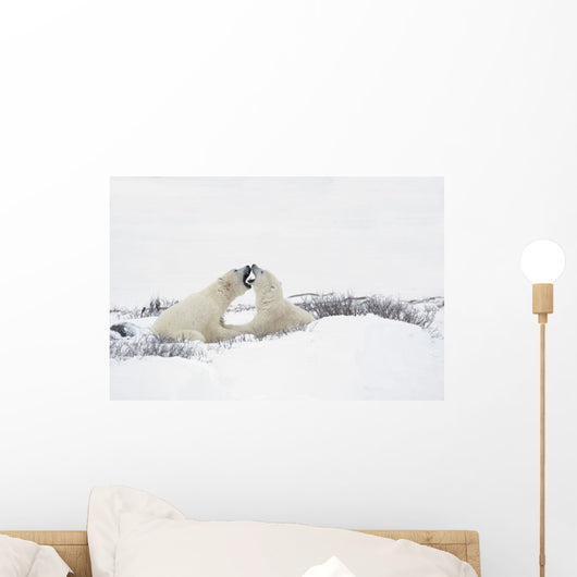 Two Polar Bears Wall Mural