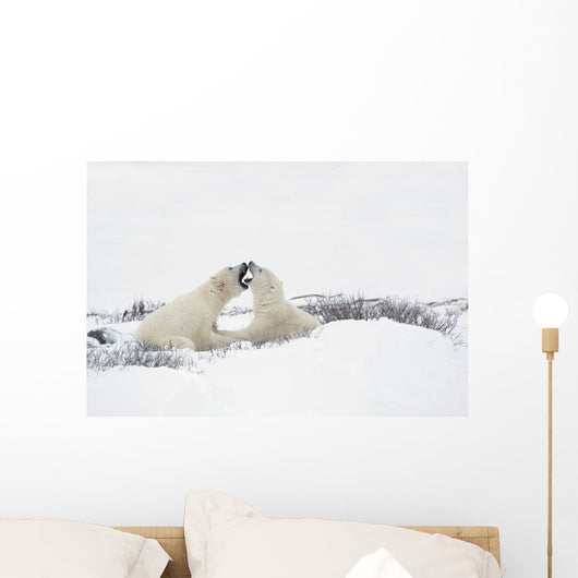 Two Polar Bears Wall Mural