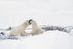 Two Polar Bears Wall Mural