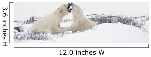 Two Polar Bears Wall Mural