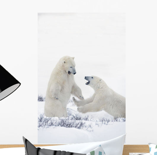 Two Polar Bears Play At Hudson Bay Wall Mural