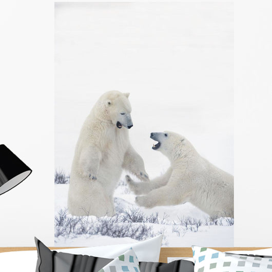 Two Polar Bears Play At Hudson Bay Wall Mural