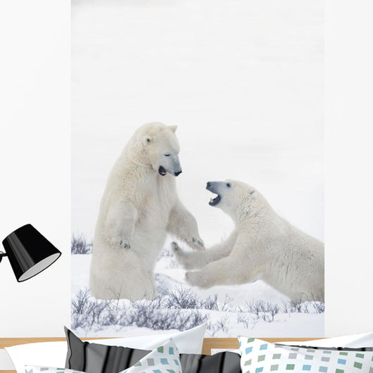 Two Polar Bears Play At Hudson Bay Wall Mural