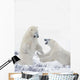 Two Polar Bears Play At Hudson Bay Wall Mural