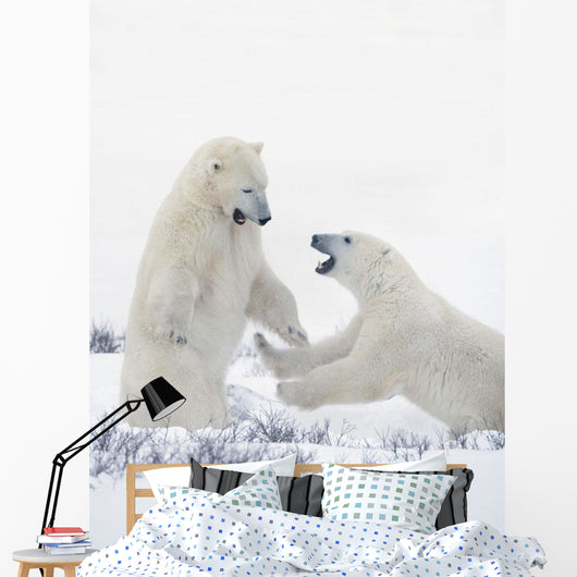 Two Polar Bears Play At Hudson Bay Wall Mural