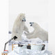 Two Polar Bears Play At Hudson Bay Wall Mural
