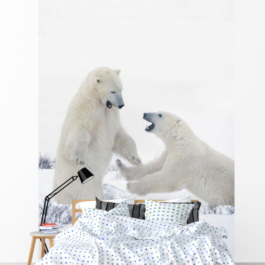 Two Polar Bears Play At Hudson Bay Wall Mural