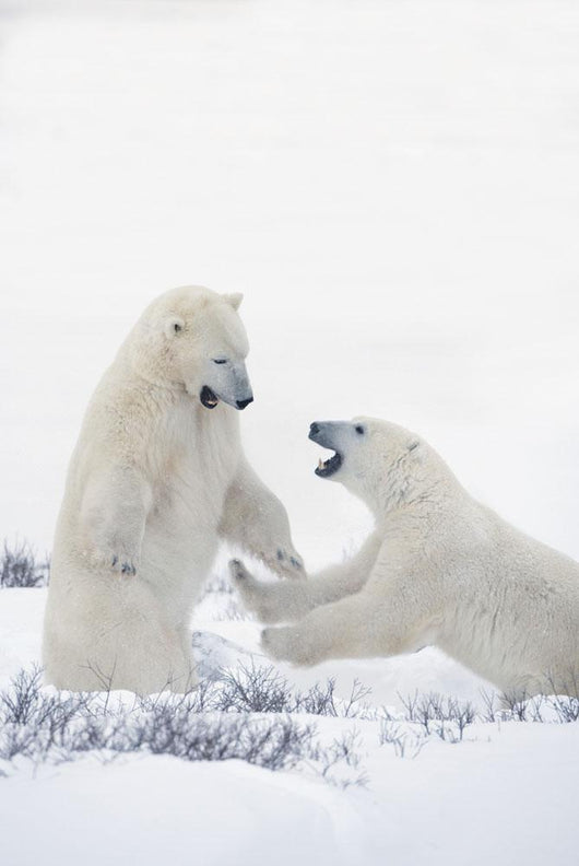 Two Polar Bears Play At Hudson Bay Wall Mural