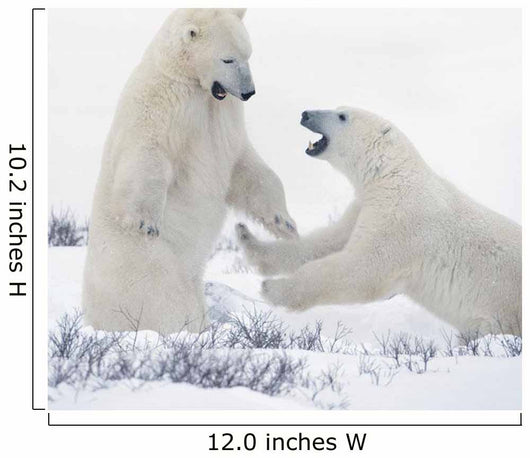 Two Polar Bears Play At Hudson Bay Wall Mural