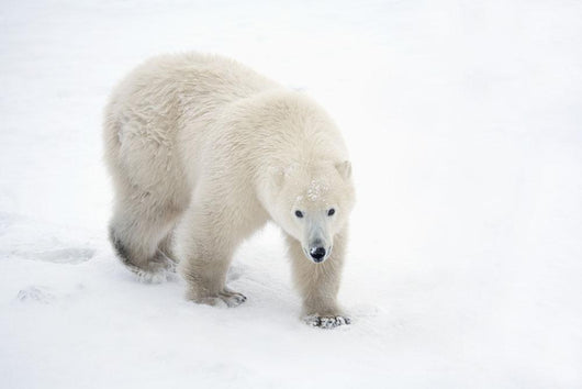 A Lone Polar Bear With a Curious Look Wall Mural