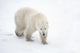 A Lone Polar Bear With a Curious Look Wall Mural