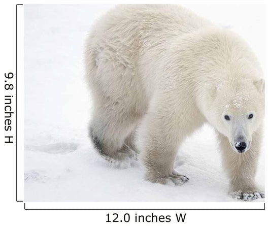 A Lone Polar Bear With a Curious Look Wall Mural