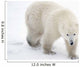 A Lone Polar Bear With a Curious Look Wall Mural