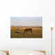 A Brown Horse Grazing Wall Mural